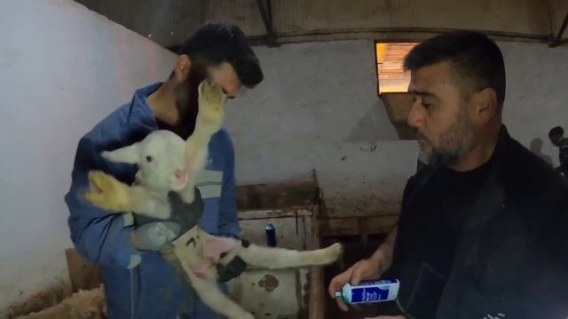 2 Bin 200 Adet Koyun Ile Bölgenin En Büyük Koyun Çiftliği - Hasan Reis #hayvancılık #çiftlik #koyun