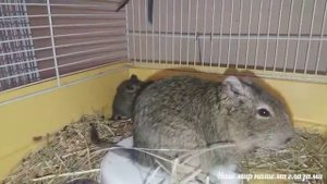 Белки Дего малыши