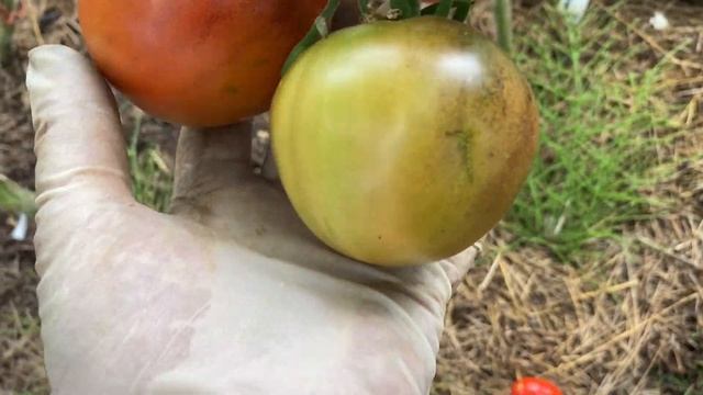 Простые агроприемы по ускорению созревания томатов. Обзор новинок, часть первая. смотреть онлайн