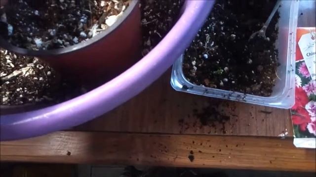 ГВОЗДИКА МНОГОЛЕТНЯЯ ПИКУРУЮ СРАЗУ В ГОРШОЧКИ. смотреть онлайн