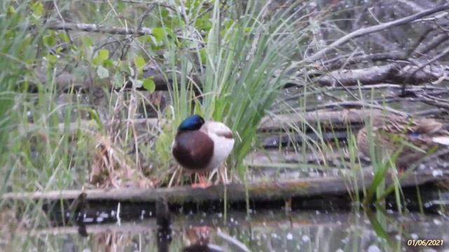 Утята (одни б/мамы) плавают и ловят комаров на Красном озере-болоте в 1-й день июня 2021-го вечером смотреть онлайн