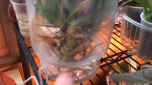 Орхидея Ваниль, Спасаем орхидею и не много о фиалочках ?