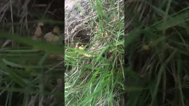 Привада на кабана смотреть онлайн