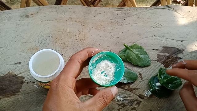 Grow Kalanchoe from Leaf,How To Grow Kalanchoe From Leaves смотреть онлайн