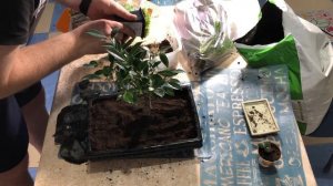 БОНСАЙ, ПОСАДКА