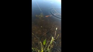 Рыбалка  на спиннинг   savage gear налим как  поймать трофейную щуку