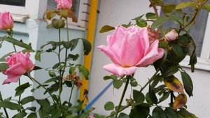 Сорт розы Эйфелева Башня ч/г, Осеннее Цветение,ароматная,высокорослая красотка 22.09.2021 года