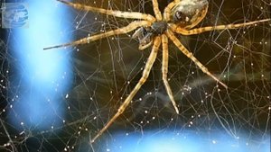 10 невероятных фактов о природе, в которые сразу сложно поверить.