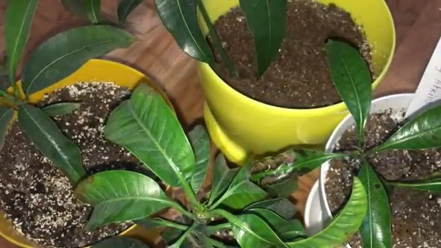 Грибковость (черные пятна) на листьях манго - что делать? смотреть онлайн