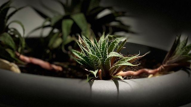 Music for Plants Growth; Stimulate Plants Growing & Healing while Sleeping