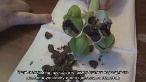 Цветы амариллис — уход в домашних условиях