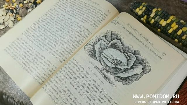 БЕЛОКОЧАННАЯ КАПУСТА 20 ЛУЧШИХ органических СЕКРЕТОВ ВЫРАЩИВАНИЯ ОТ посева до сбора урожая 1899 ГОД