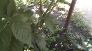 Ежевика сорт Лох Тей  в июне Цветение