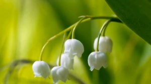 Ландыш очень красивый цветок