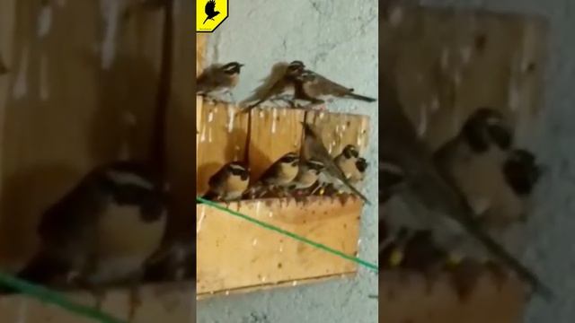 Кто угадает название птиц? #birds #лесныептицы #птичка #птички #проптиц #ловляптиц #catchingbirds