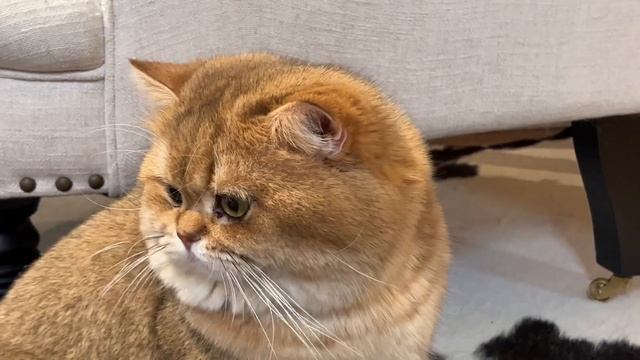 БРИТАНСКИЙ ЗОЛОТОЙ КОТ ПОЛУЧИЛ ПО НАГЛОЙ РЫЖЕЙ МОРДЕ. MimisolCats