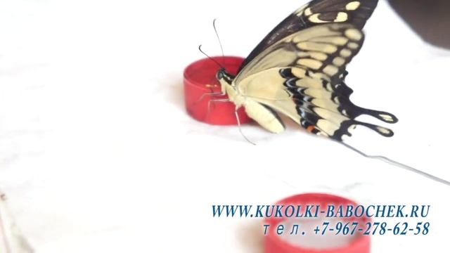 6 как кормить бабочку 1часть смотреть онлайн