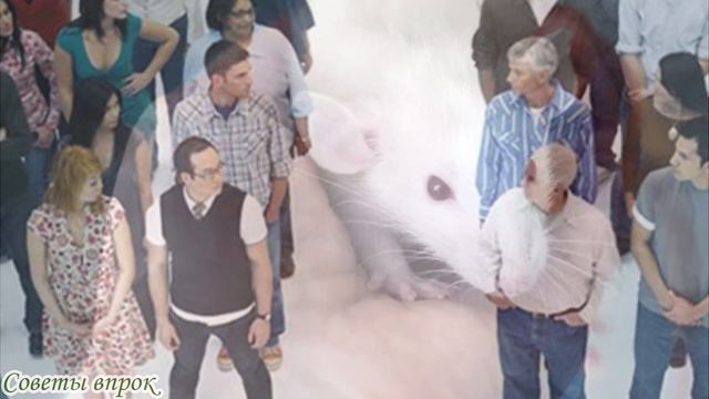 ➤ Почему нельзя есть горелое ➤ ГОРЕЛОЕ И ЖАРЕНОЕ ➤ Вареная еда против жареной ➤ Это нельзя Есть ➤ смотреть онлайн