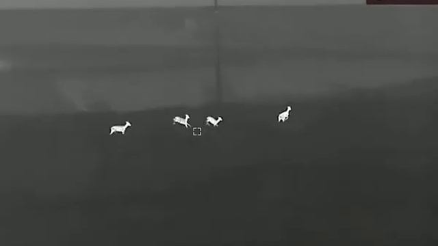 Hikmicro Gryphon GQ35LRF (in Romania) ??? смотреть онлайн