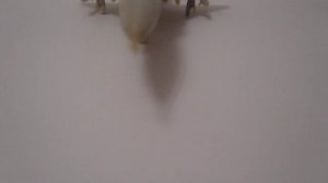 Коллекционная модель самолёта Су-15ТМ в масштабе 1:72.