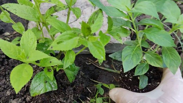 31.07.2023.Черенки гортензии🌿. Где лучше укоренять?