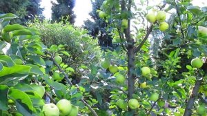 КАК ВЫЗВАТЬ ПЛОДОНОШЕНИЕ У ЯБЛОНИ. Простые приёмы для закладки урожая.