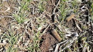 #МТЗ80#МТЗ82 Кормим ячмень, вносим селитру, разбрасыватель Фермер 900, и МТЗ 80