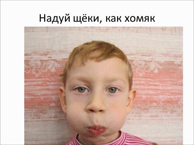хомяк   домашнее животное