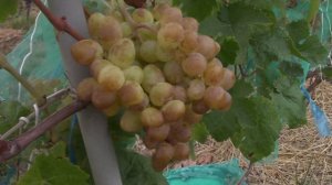 Виноград Восторг та морозостійкість