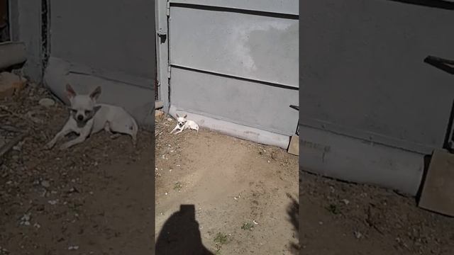 Морские свинки.Животные.Мое первое видео! смотреть онлайн