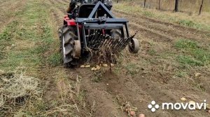 Вибролапа ,испытание самодельной  картофелекопалки 2021 год 11 сентября.homemade potato digger test