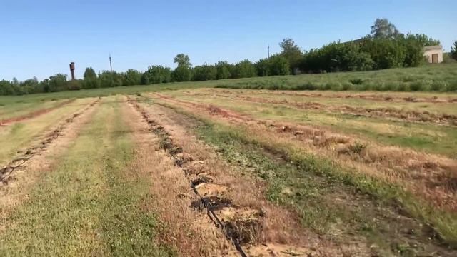 Плантация ежевики на 13 мая. смотреть онлайн