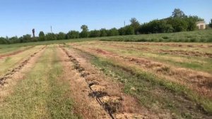 Плантация ежевики на 13 мая.