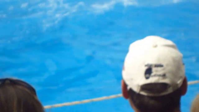 дельфин и белый кит смотреть онлайн