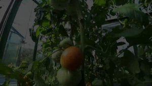 Расскажу за 1 минуту: томаты Искры пламени, Белый Ваня, Суперстейк, Буденовка красная