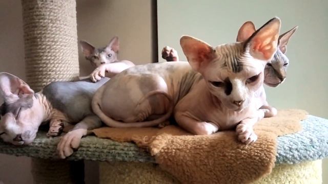 куча-мала и нежности кошачьи😊😸 which kotosemya funny cats