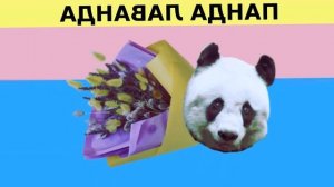 ПАНДА ЛАВАНДА (original)