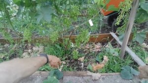 Виноград Ведьмины пальцы.