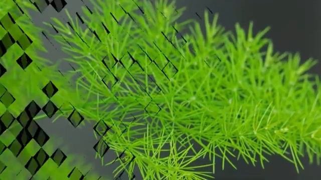 Аспарагус – секреты и особенности выращивания в домашних условиях.
