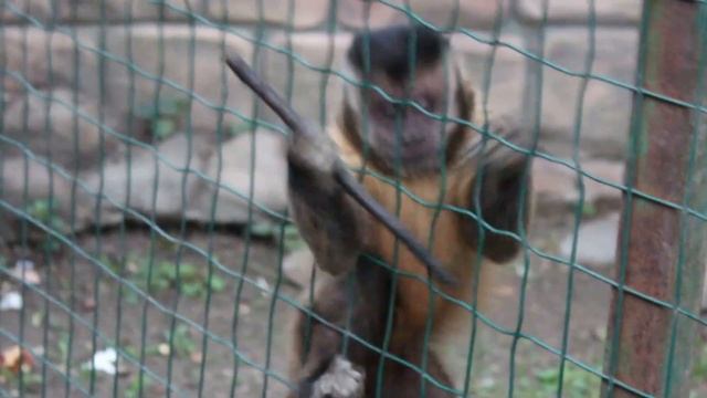 Плачущий капуцин. Weeping Capuchin. смотреть онлайн