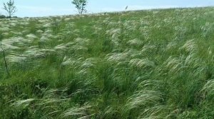 Цветущий ковыль в Дивногорье
