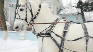 Дед Мороз на тройке лошадей - заказ Деда Мороза