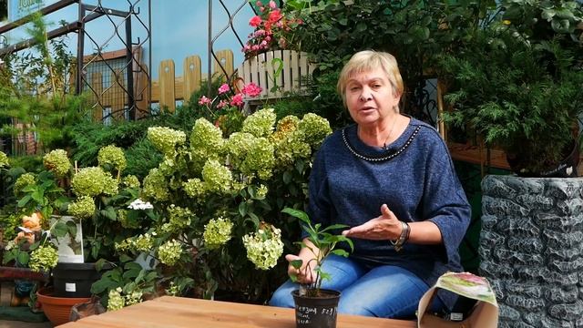 Подготовка гортензии к зиме ? гортензия посадка и уход HitsadTV смотреть онлайн