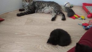 Котятам Мейн-кун 4 недели! 1 месяц.