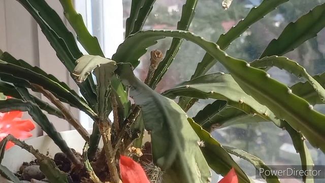 ЦВЕТЁТ любимчик ЭПИФИЛЛУМ! 12.06.23 //#Epiphyllum