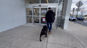 Birmingham Dog Trainers - 18 Month Old Strong Willed Male English Lab Learns To Listen!