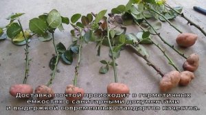 Разведение роз черенками в домашних условиях