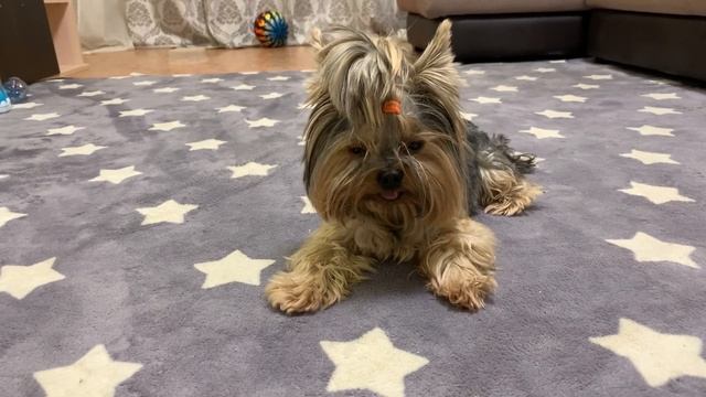 Стрижка йоркширского терьера Арни // 4 Хвоста смотреть онлайн