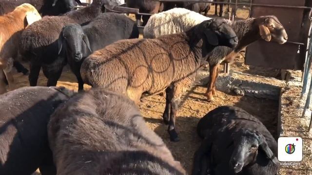 MARGILON KOMBINAT OPTOM QOY BOZORI. NARXLAR SAL TUSHDI