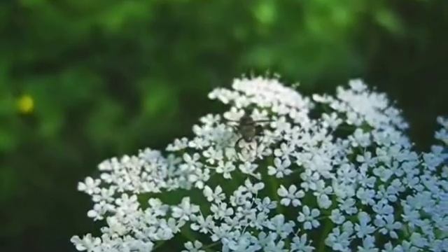 ПРИРОДА ЛЕТО -раслабляемся- NATURE смотреть онлайн